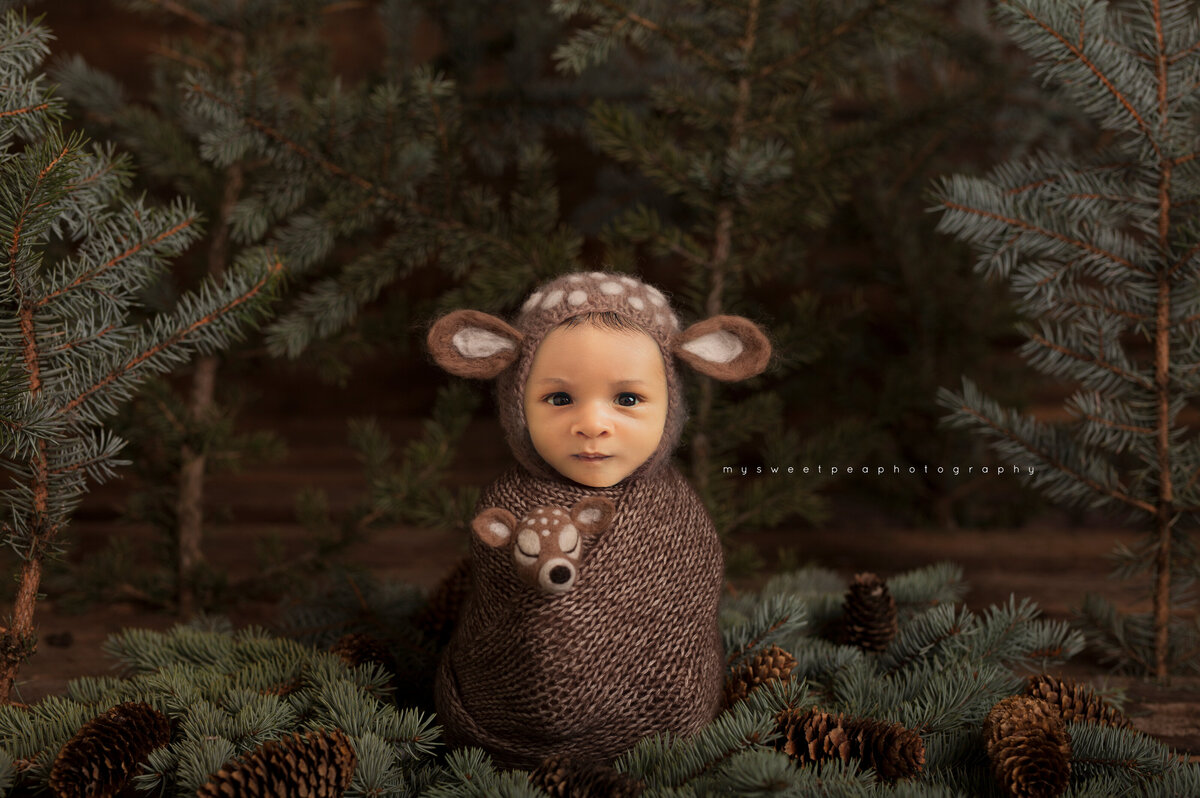 fawn-pine-download