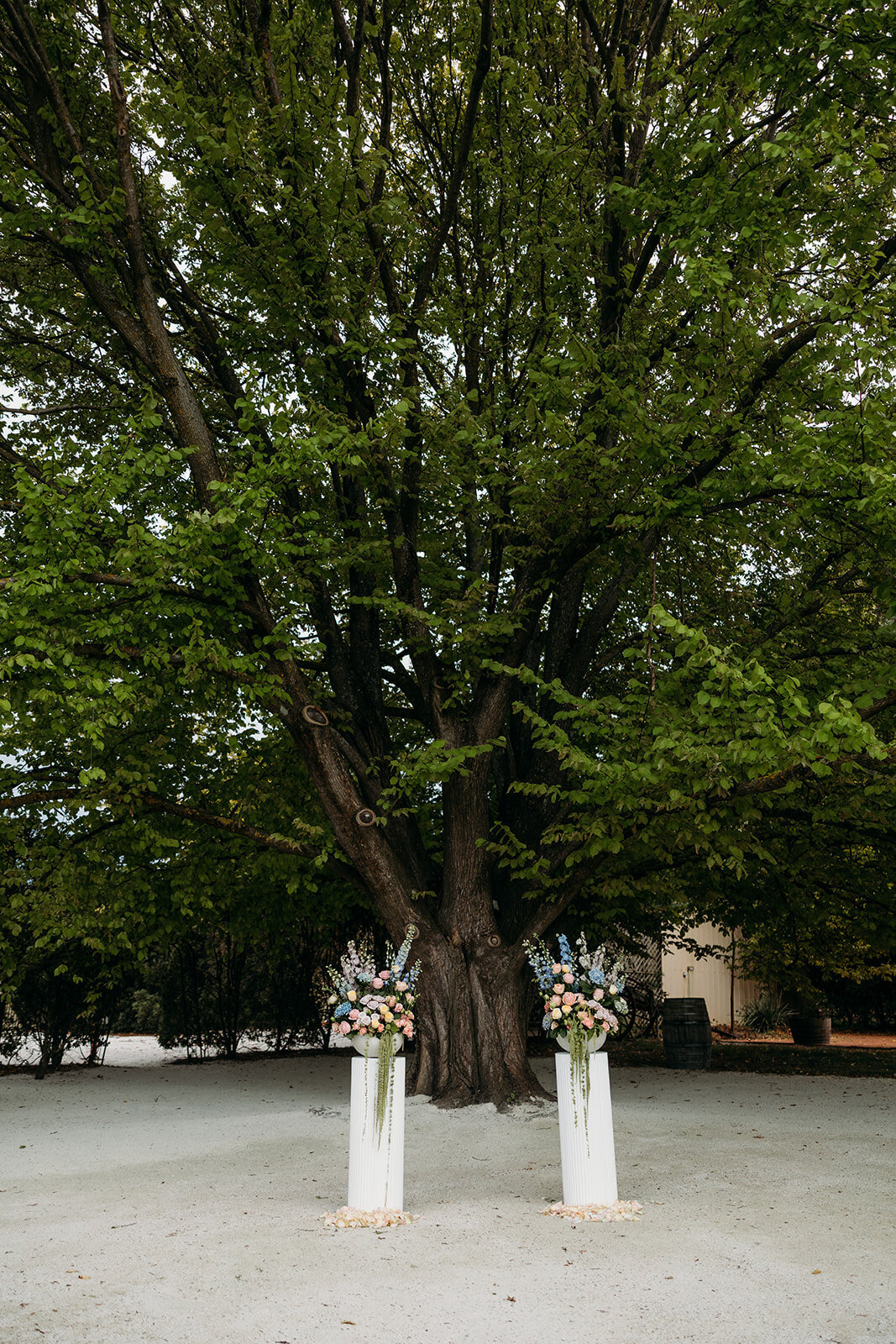 Ceremony setup with florals on white plinths under the Elm tree at Poachers Pantry wedding venue