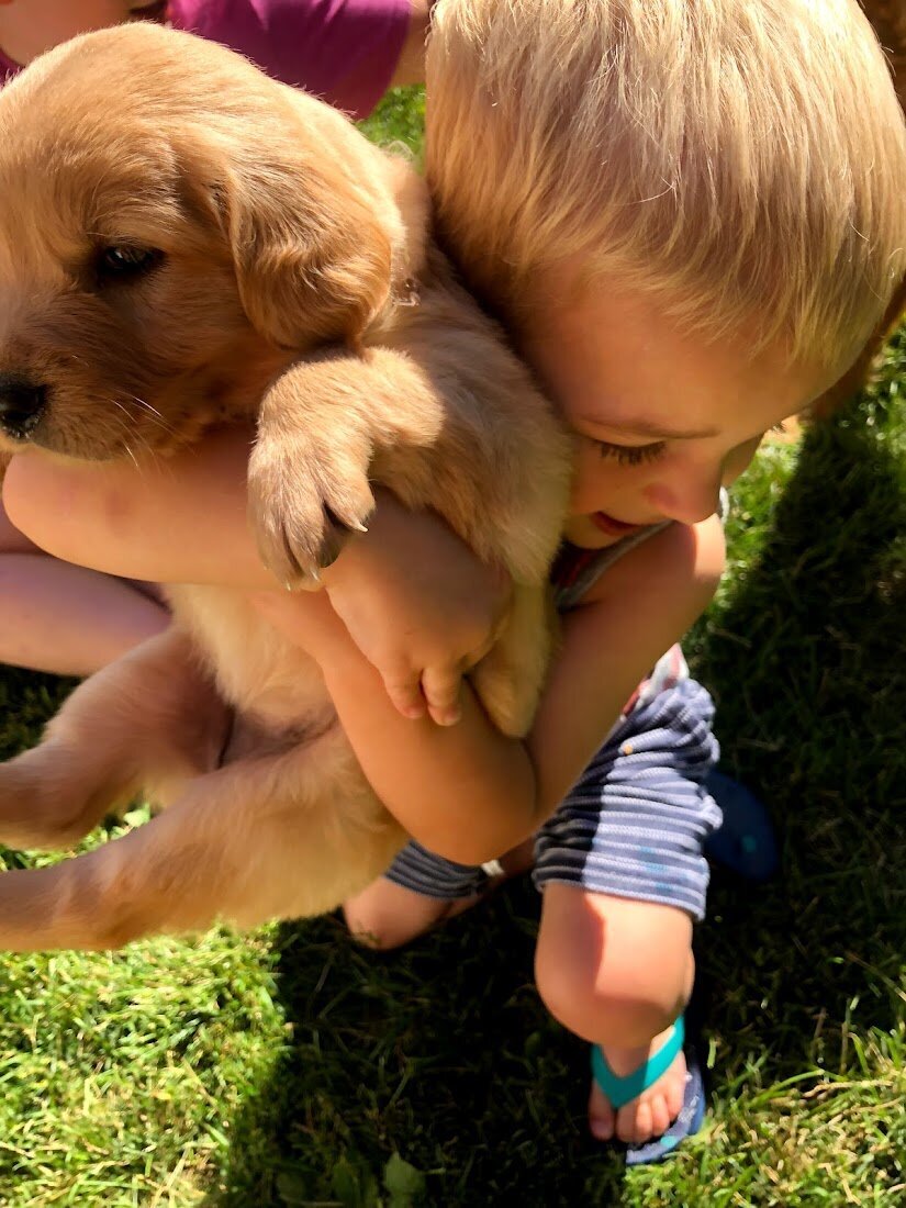 Appelgate-golden-retriever-puppies-56