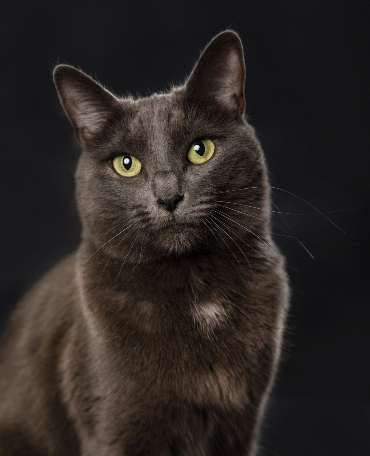 lilla-bordas-portraits-tampa-CAT-photographer1259