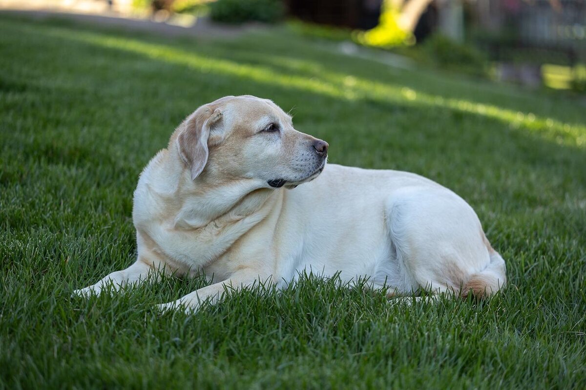 yellow-labrador-nose-in-air-8141