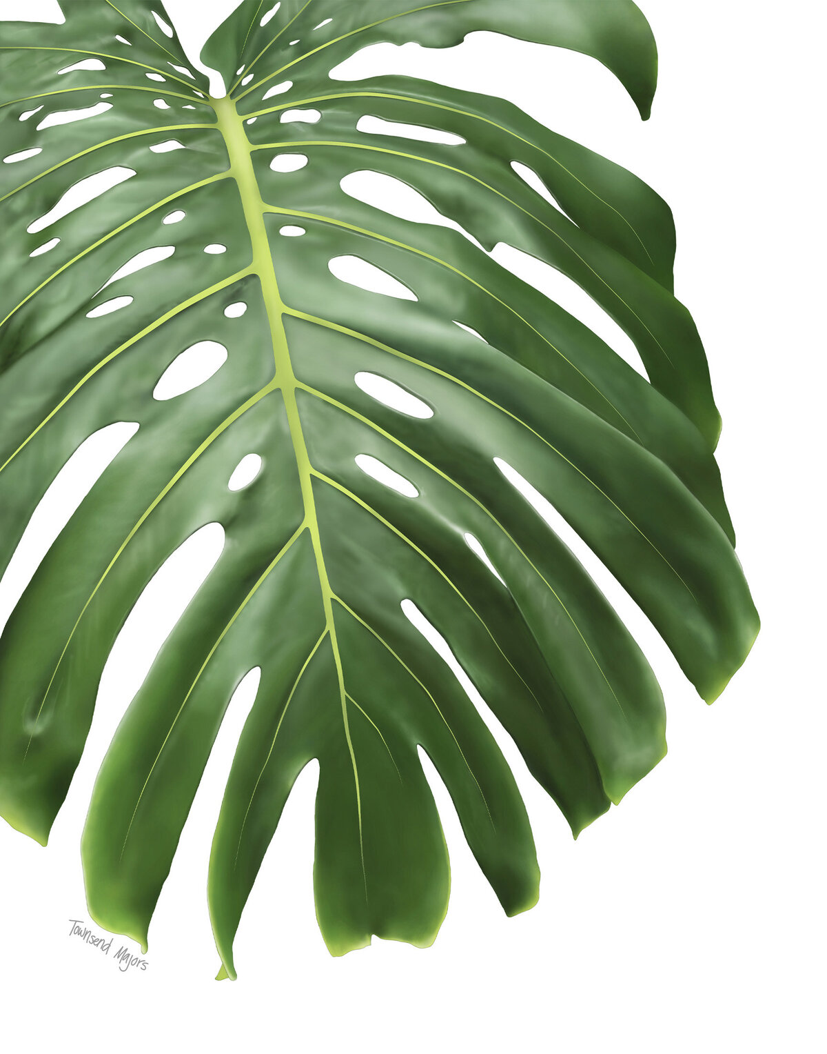 Townsend Majors illustration of a monstera plant