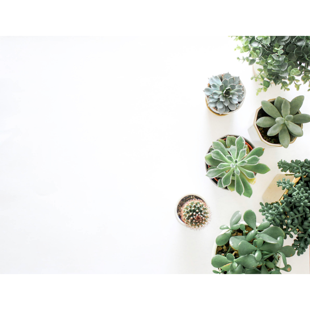Overhead shot of succulents.