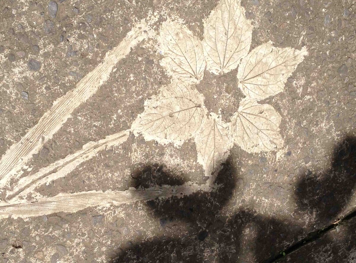 botanical shadow