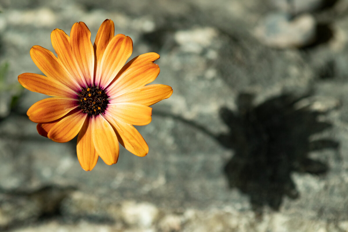 african_daisy_0496 2