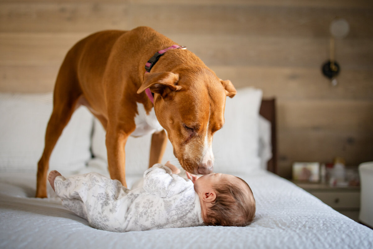 Dog sniffing newborn baby girl on parents bed