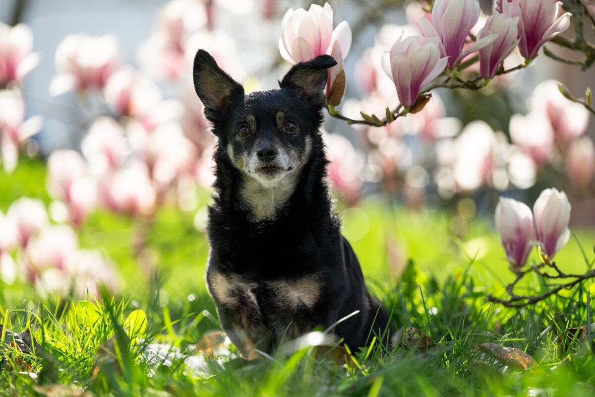 Chihuahua-Hundebilder-Magnolien-Fotoshooting-Hessen-Zafiri