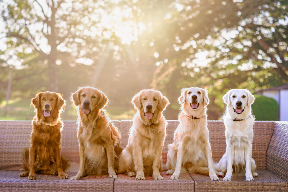Honolulu Dog Photographer-4-2