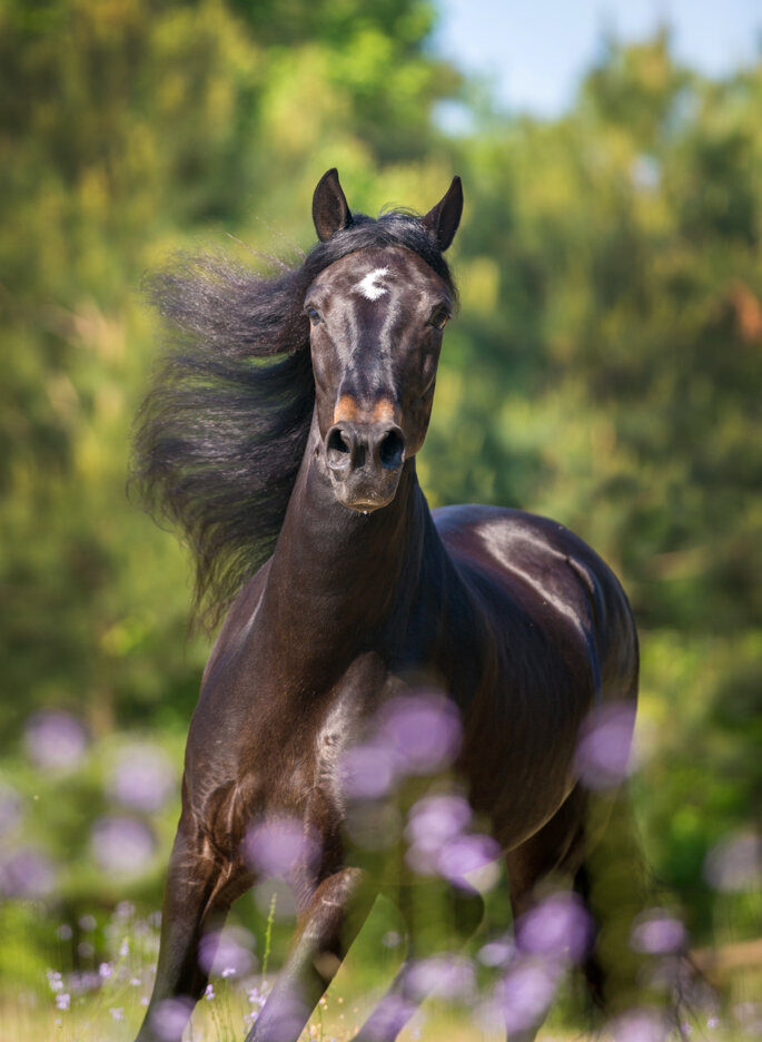 stunning-steeds-photo-horse-in-flowers