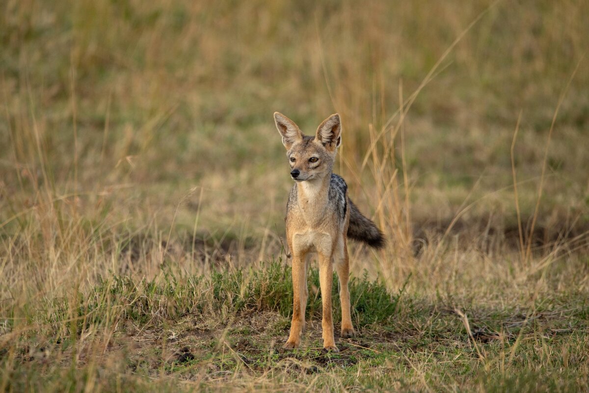 TAASA Safari (26)