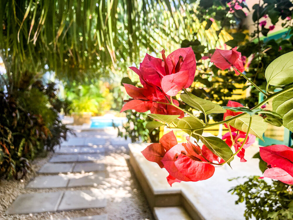 Aruba flowers