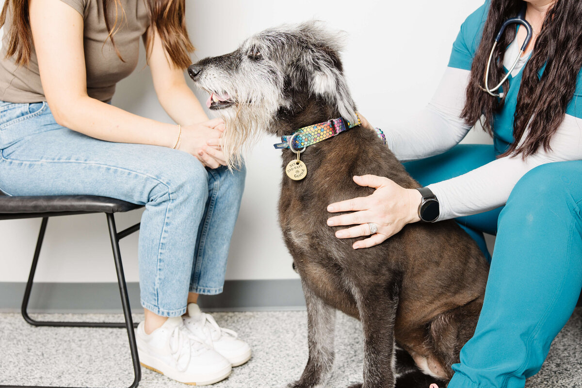 Client-interaction-veterinarian-commercial-photo-by-southern-idaho-commercial-brand-photographer-erin-moore
