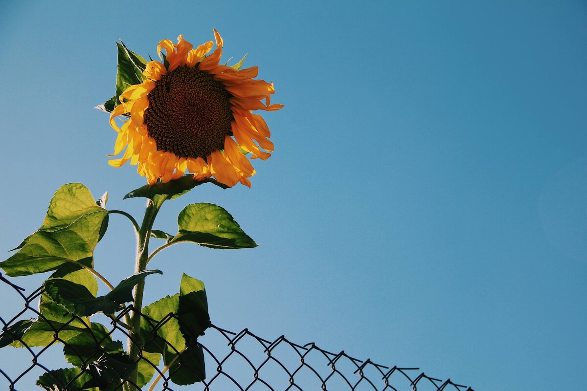 A sunflower growing up behind a chain link fence