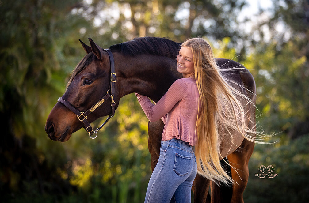 holsteiner warmblood photography