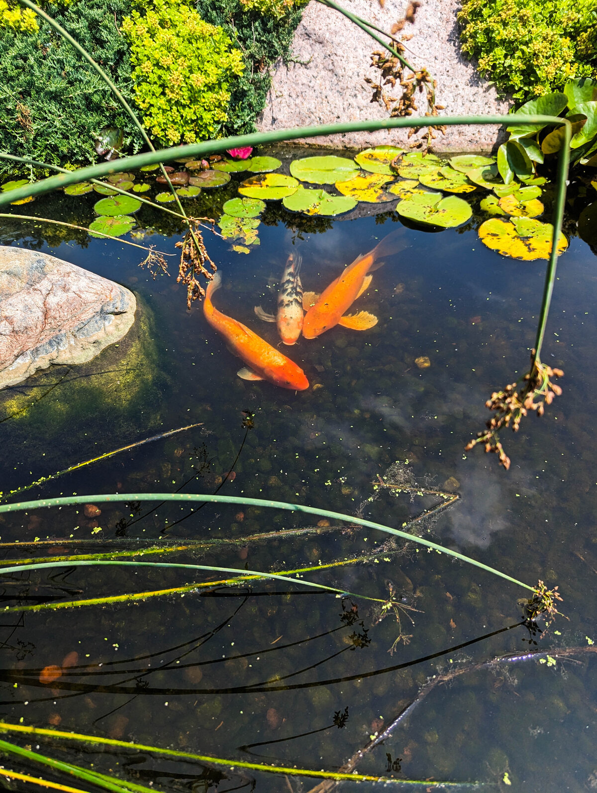 Three large swimming koi fish in water garden pond surrounded by pond plants