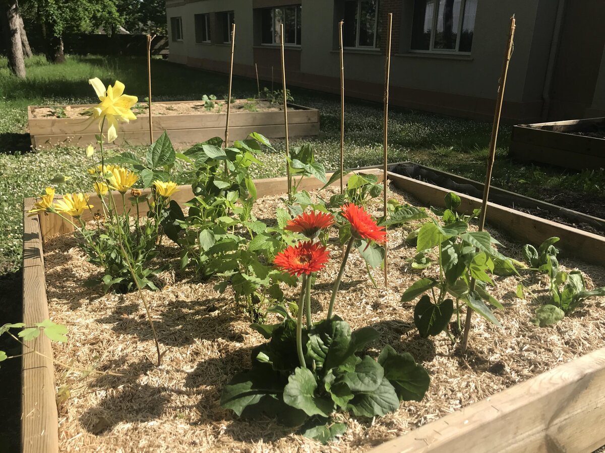 SATTVA jardin-min
