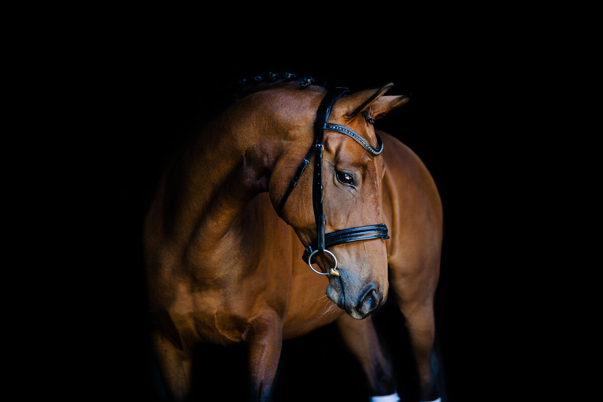 Equestrian Equine Horse Black Background_03