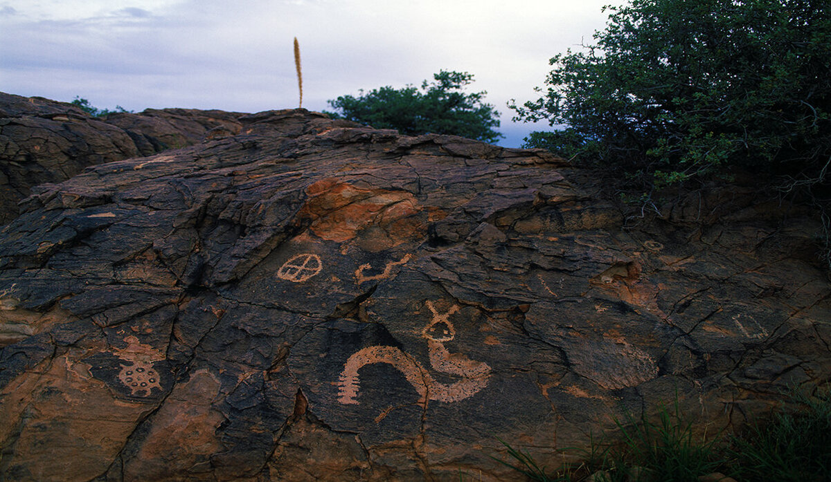 Rattlesnake_Turtle