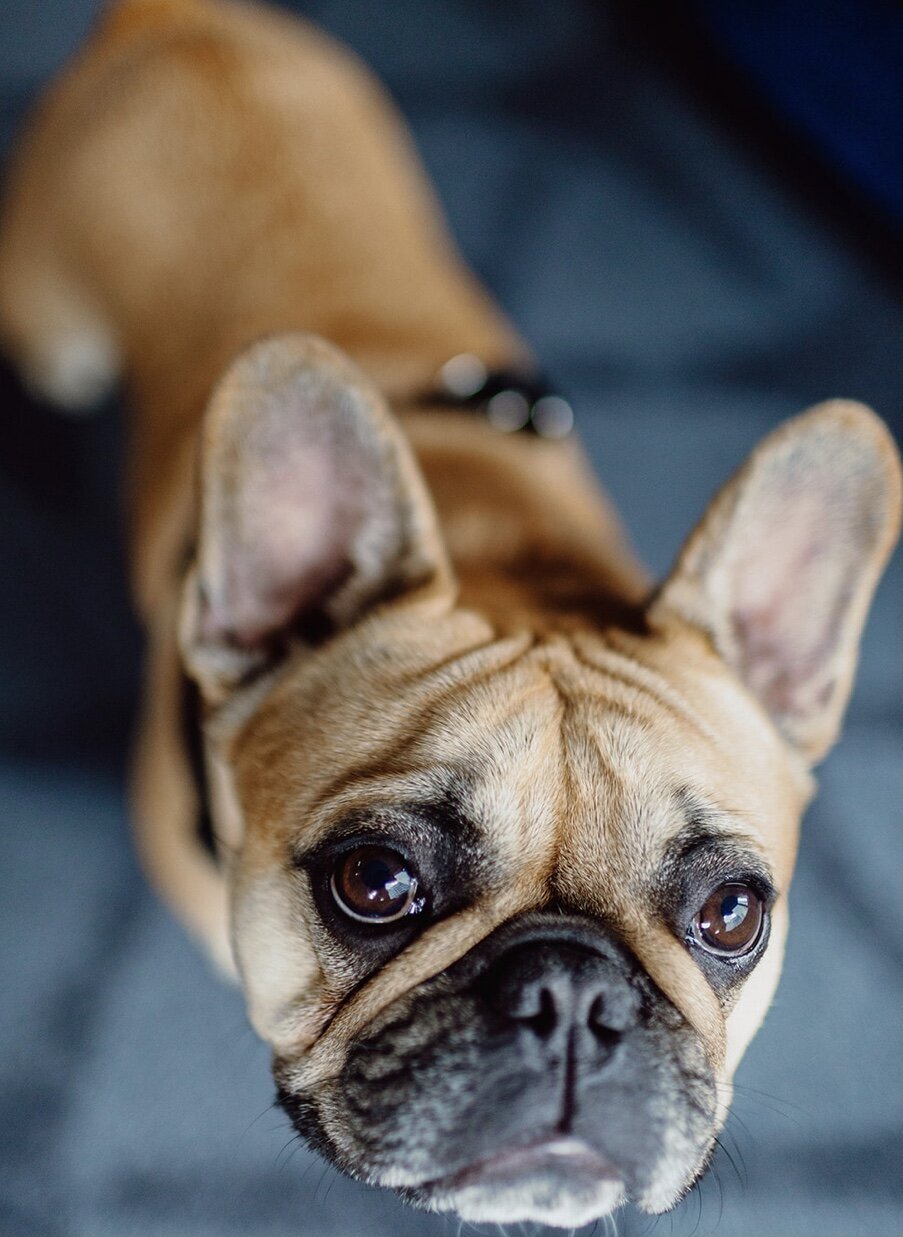 Bulldog ring bearer