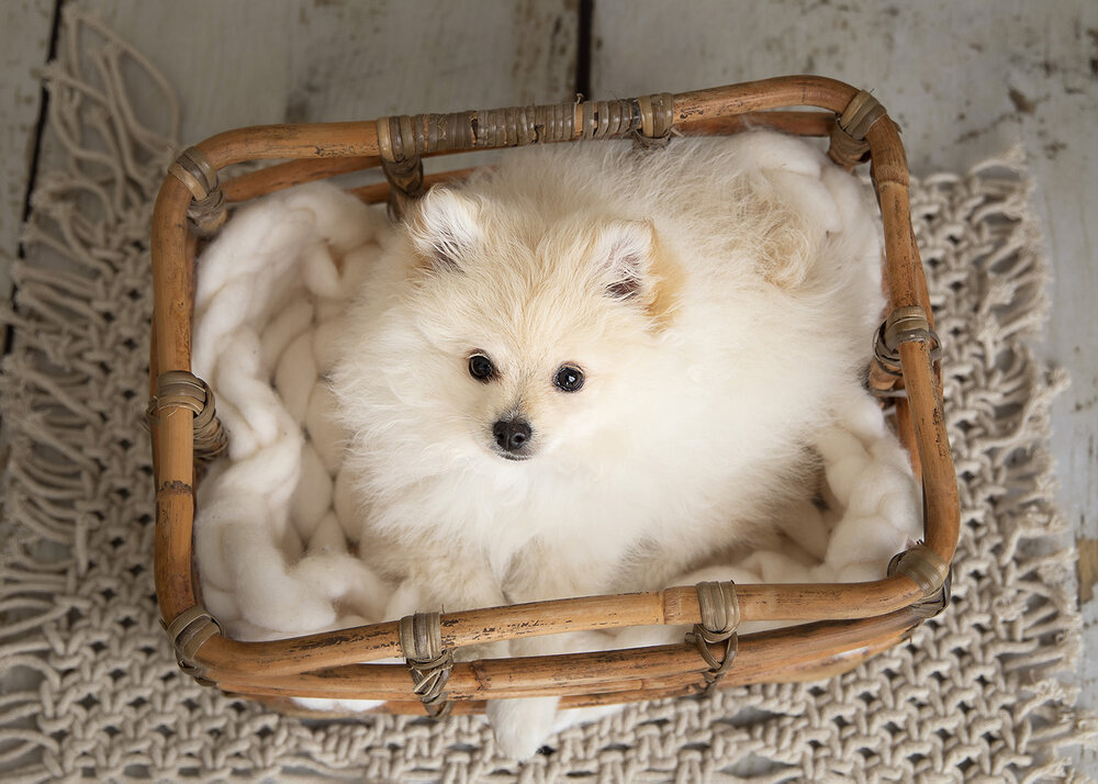 PETS_PUPPYCUTEPOMERANIANDOGINBASKETFLUFFY