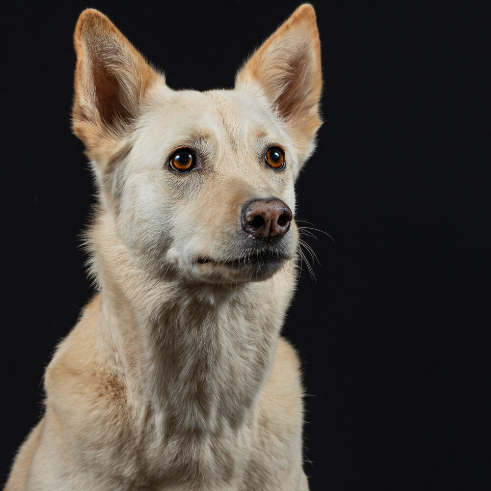 dog headshot in studio