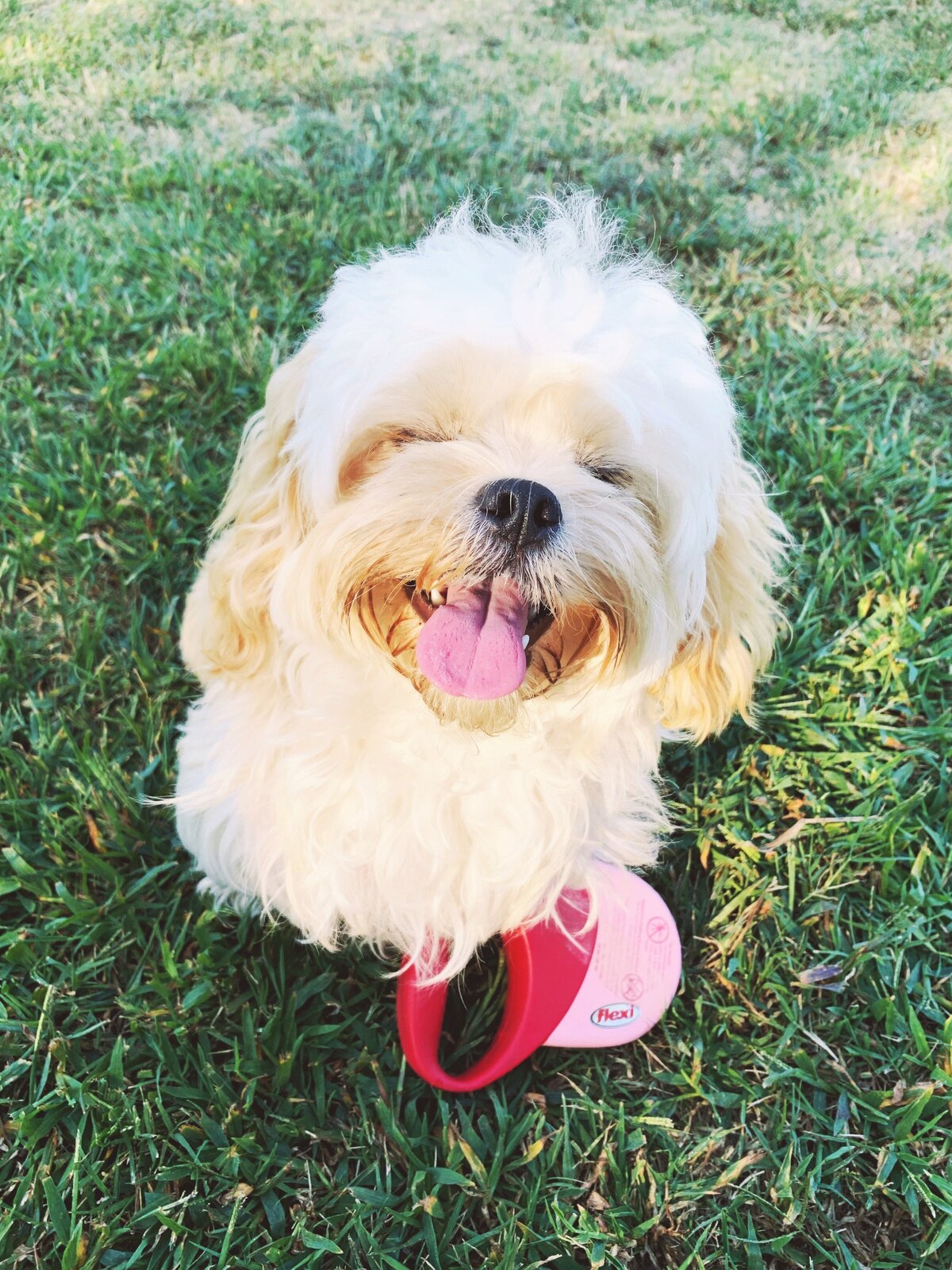 Gertie
