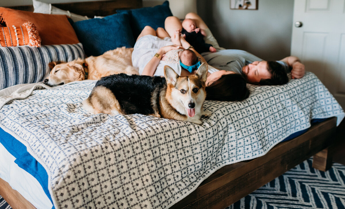 Newborn Photographer, Dog looking at the camera on the bed while his family snuggles behind him.