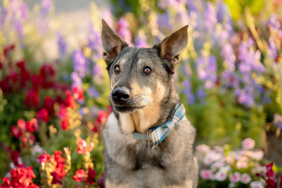 New Orleans Pet Photographer 34