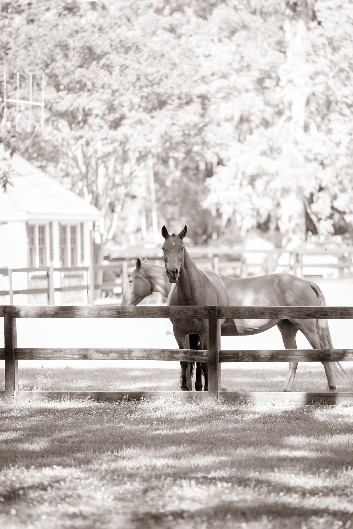 0230-Boone-Hall-LEO-Carmen-Ashbw