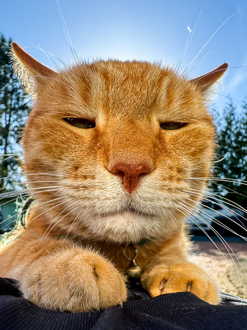 Orange cat relaxing outdoors with Alex Kaplan Bergen County wedding photographer