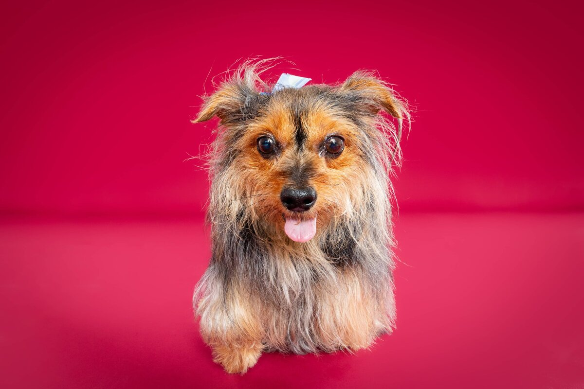 Penelope the Yorkiepoo - The Beloved Pup Photo Studios-6 (1)