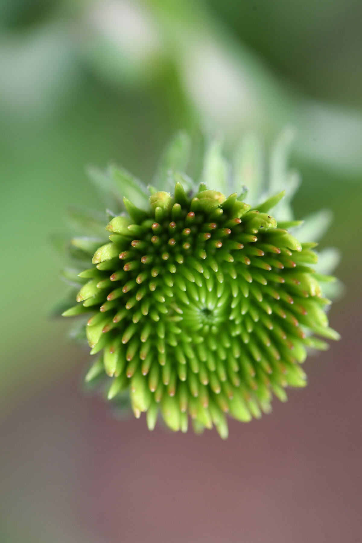 coneflower - 27