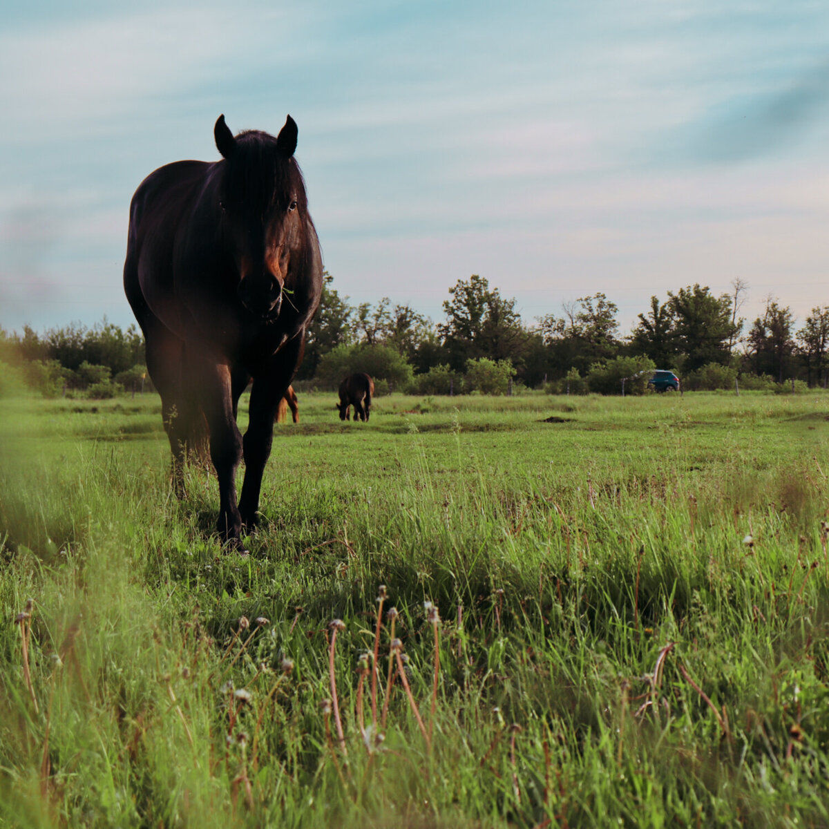 Kehler Cattle and Colts - Stud Horse on Pasture
