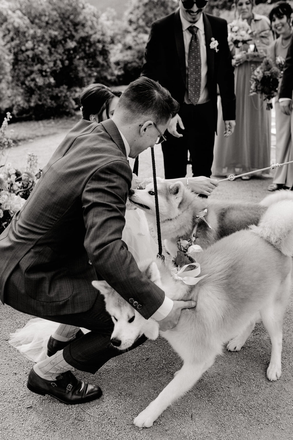 Aryna-et-Nathan-ceremonie-mariage-chiens-2