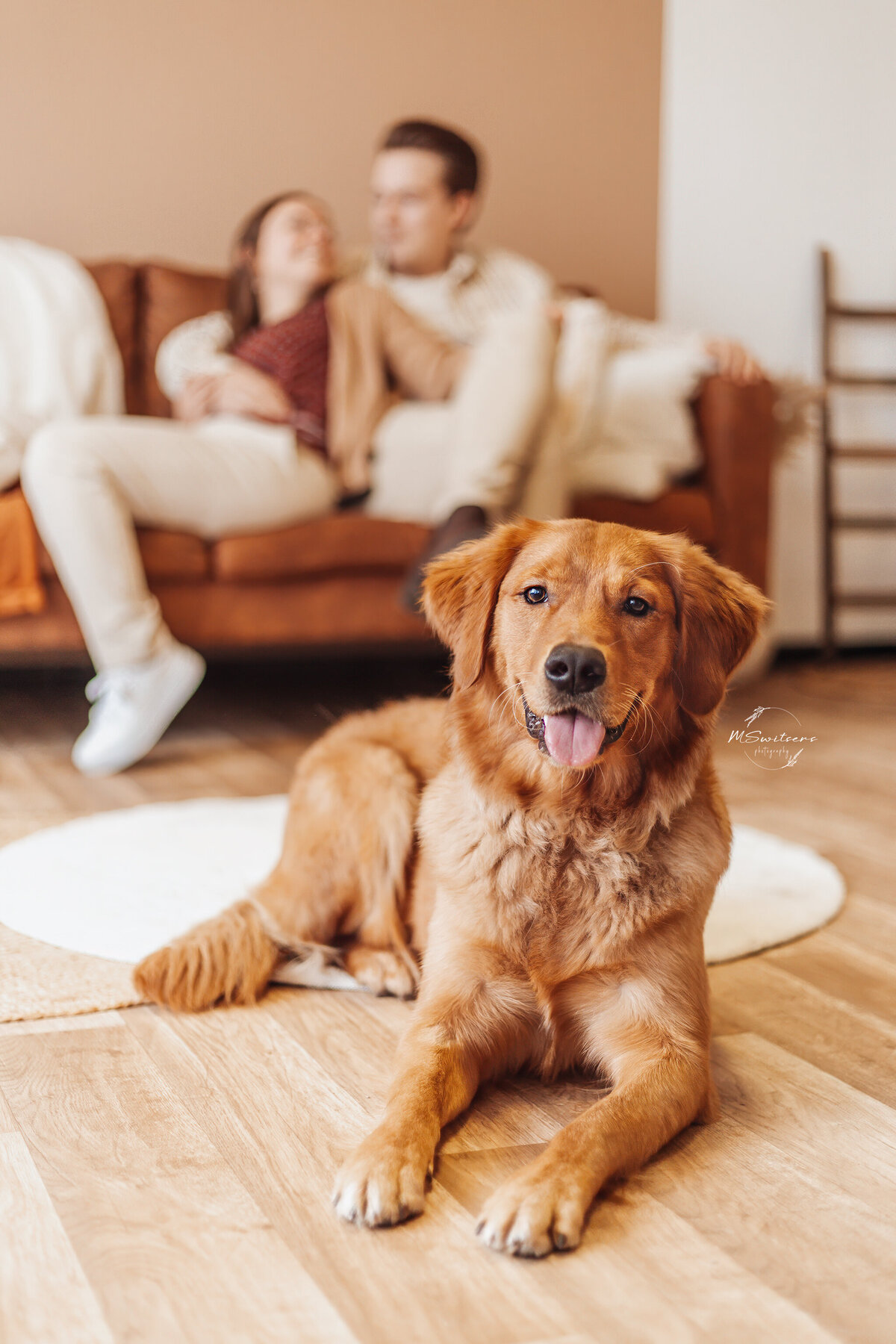 Golden retriever in de daglichtstudio te Geel tijdens een hondenfotoshoot