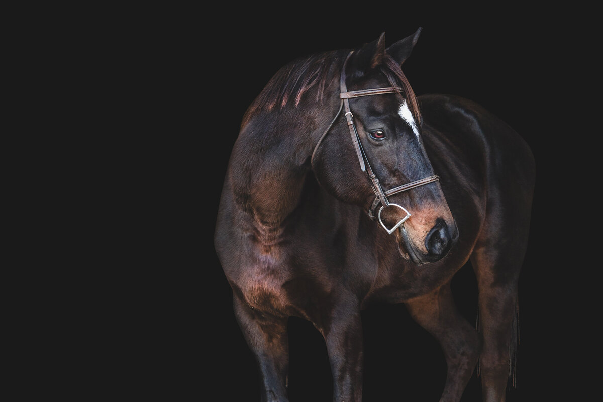 No Name | Black Background Horse Photography  | JGP Equine