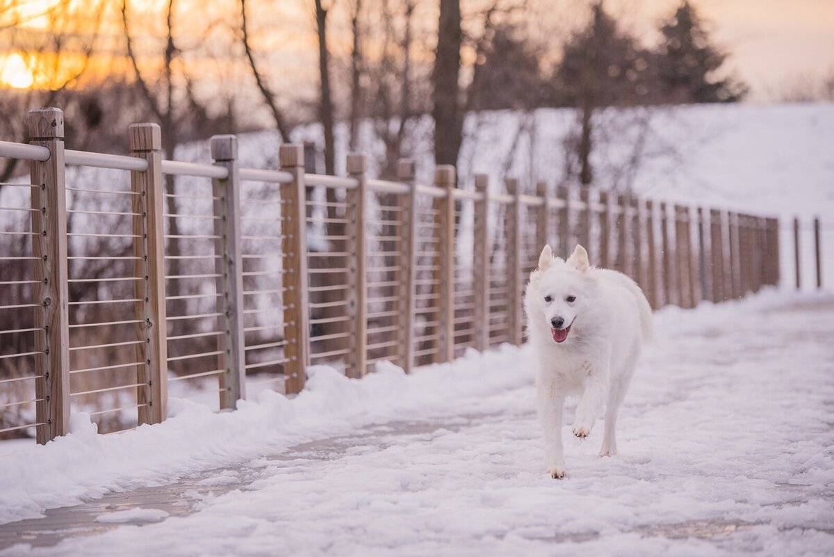 003-buttons-and-bones-luxury-dog-photo