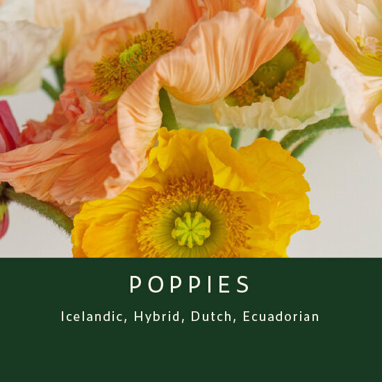 Poppies