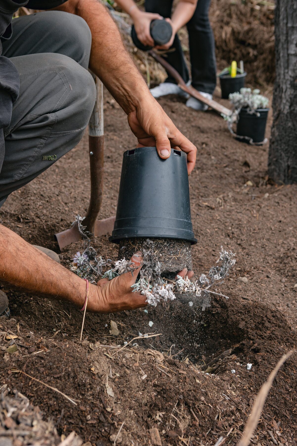 The-Ripe-Org-Farm-Ventura-California-Santa-Paula-Non-Profit-0008