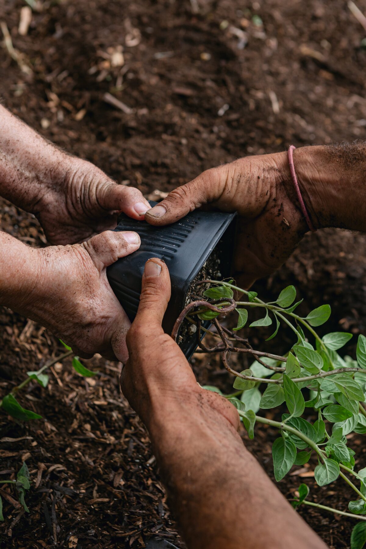 0032-the-ripe-org-farm-ventura-california-santa-paula-non-profit-0022