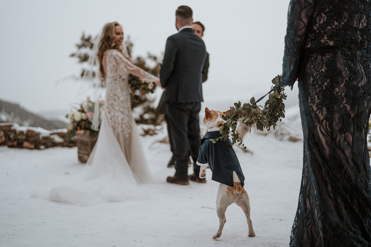 Dog in suit watches bride and groom exchange vows at snowy Sapphire Point wedding.