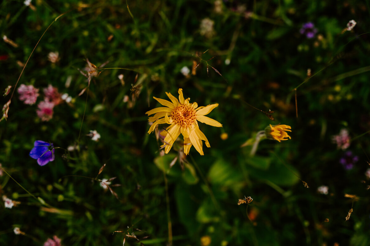 Yellow wildflower in Dolomites meadow