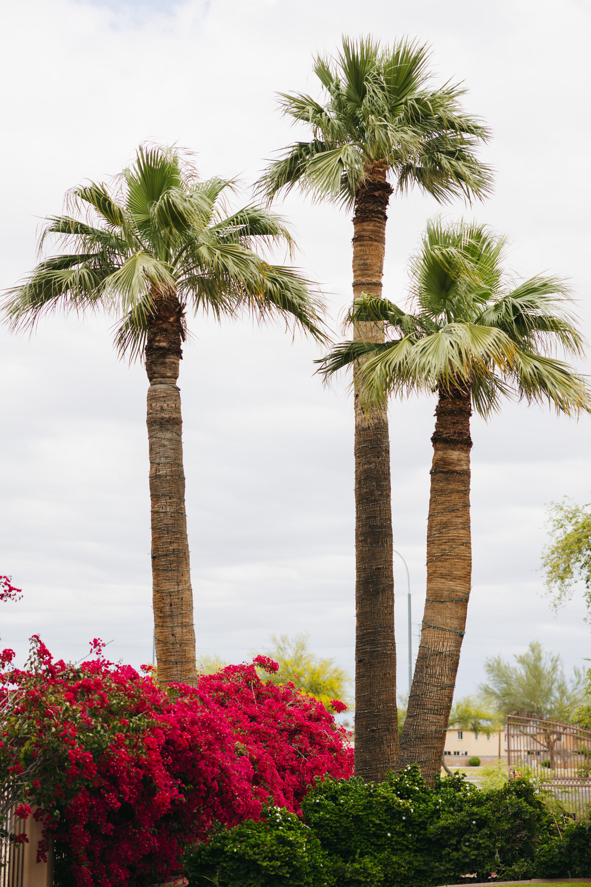 Editorial-Arizona-Wedding-Photographer-Cacie-Carroll-Photography-114-2