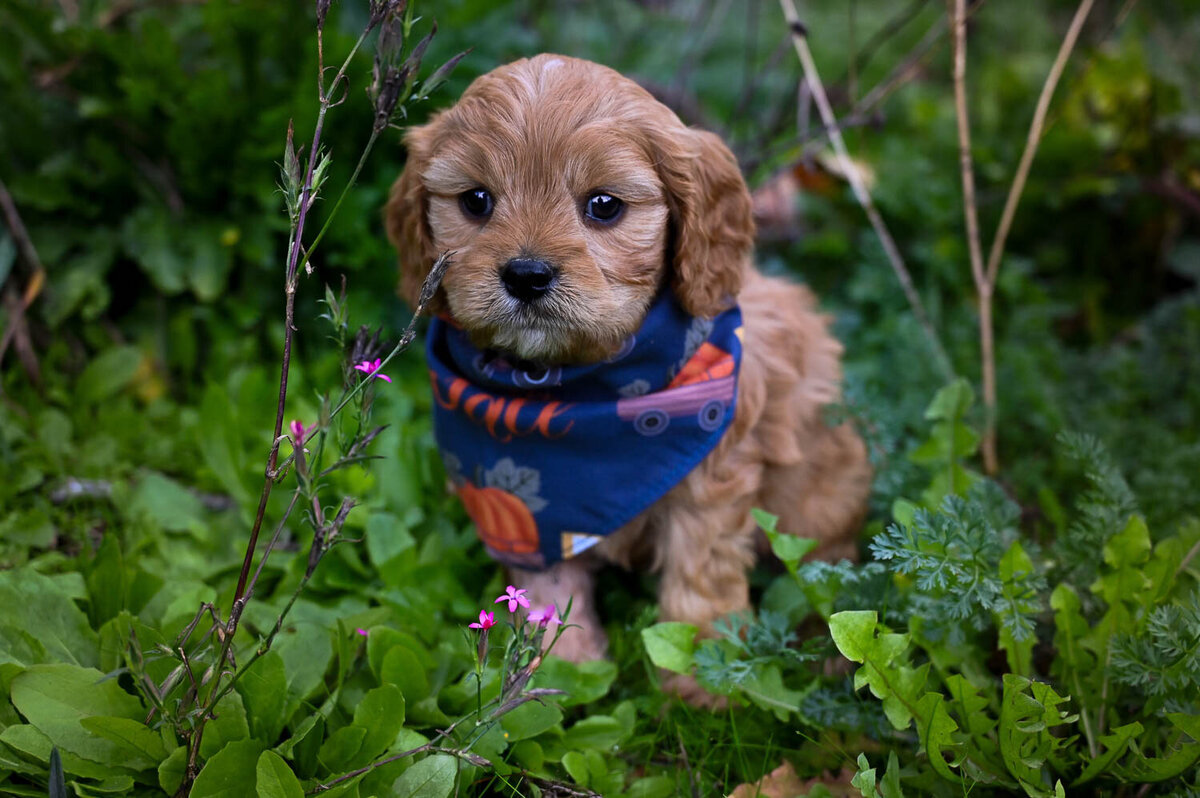 Heavenly Puppies to Love Cavapoo, Cockapoo, and Maltipoo Puppies Photo Oct 23 2023, 1 31 12 PM79