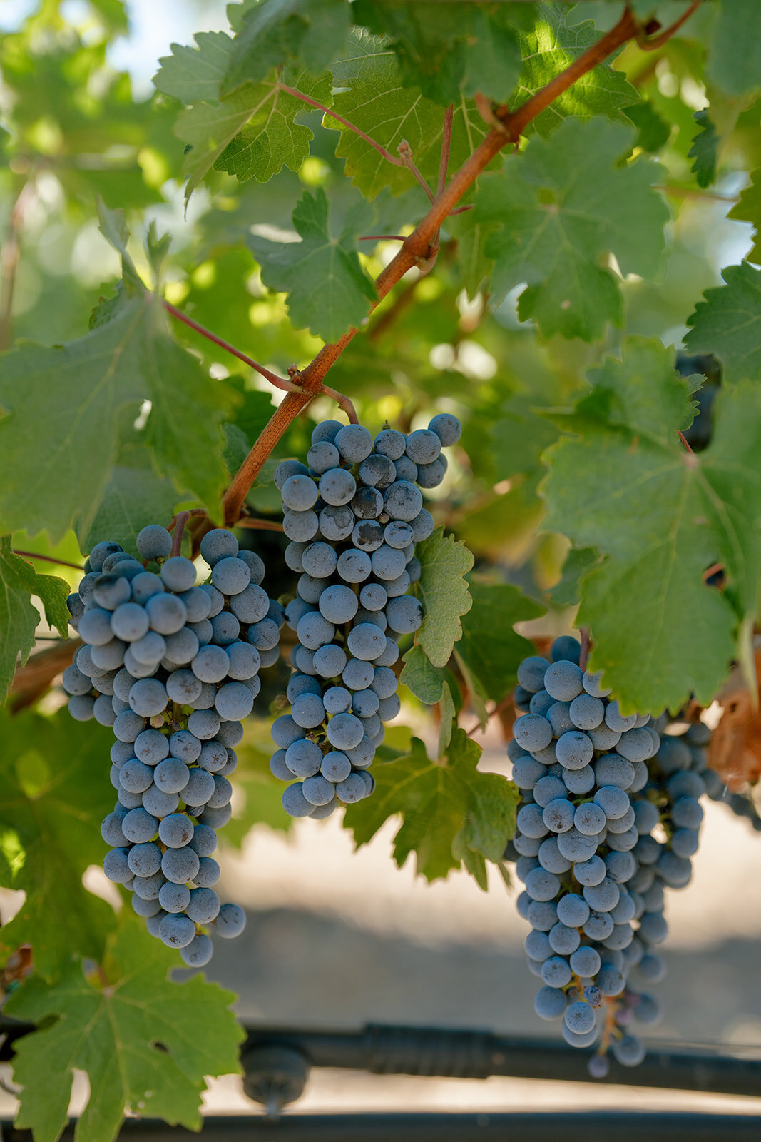 Lauren+Joe-Clos-DuVal-5_websize