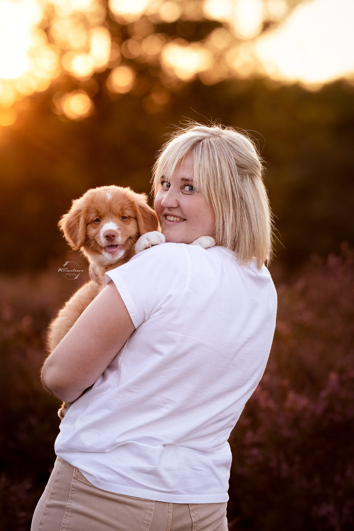 Tollerpuppy met dogmom kijkend naar de camera tijdens een hondenfotoshoot met zonsondergang in de heide die in bloei staat. 
