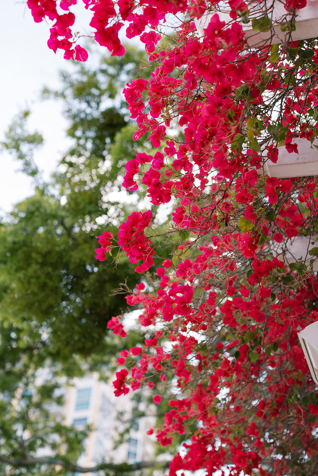 rosed-photo-elopement-in-florida-chantilly-chic-planners-north-straub-park-19