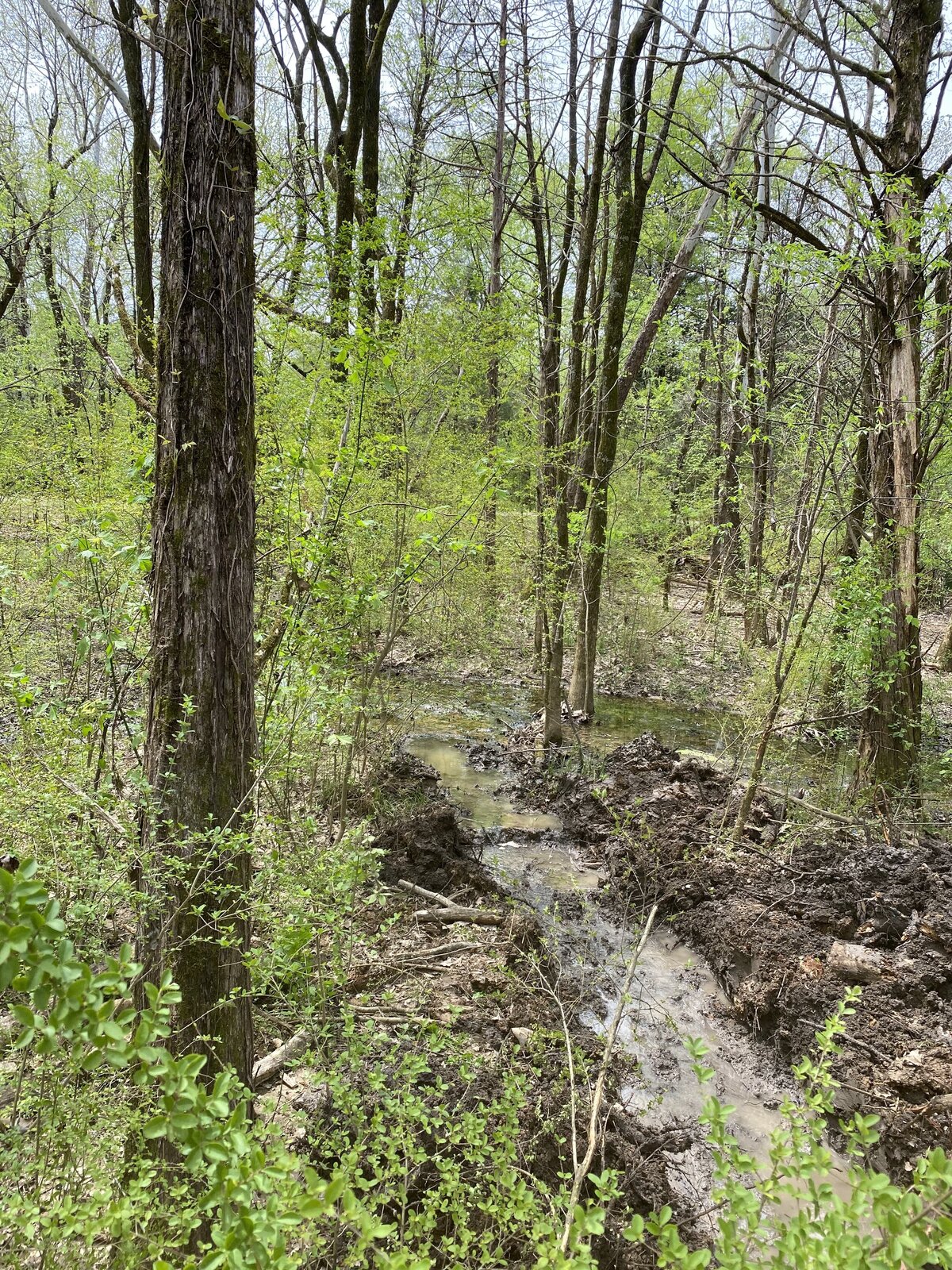 stream-flowing-through-wooded-area
