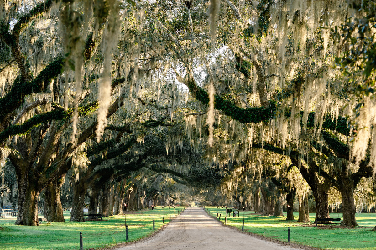 boone-hall-plantation-wedding-charleston-philip-casey-33