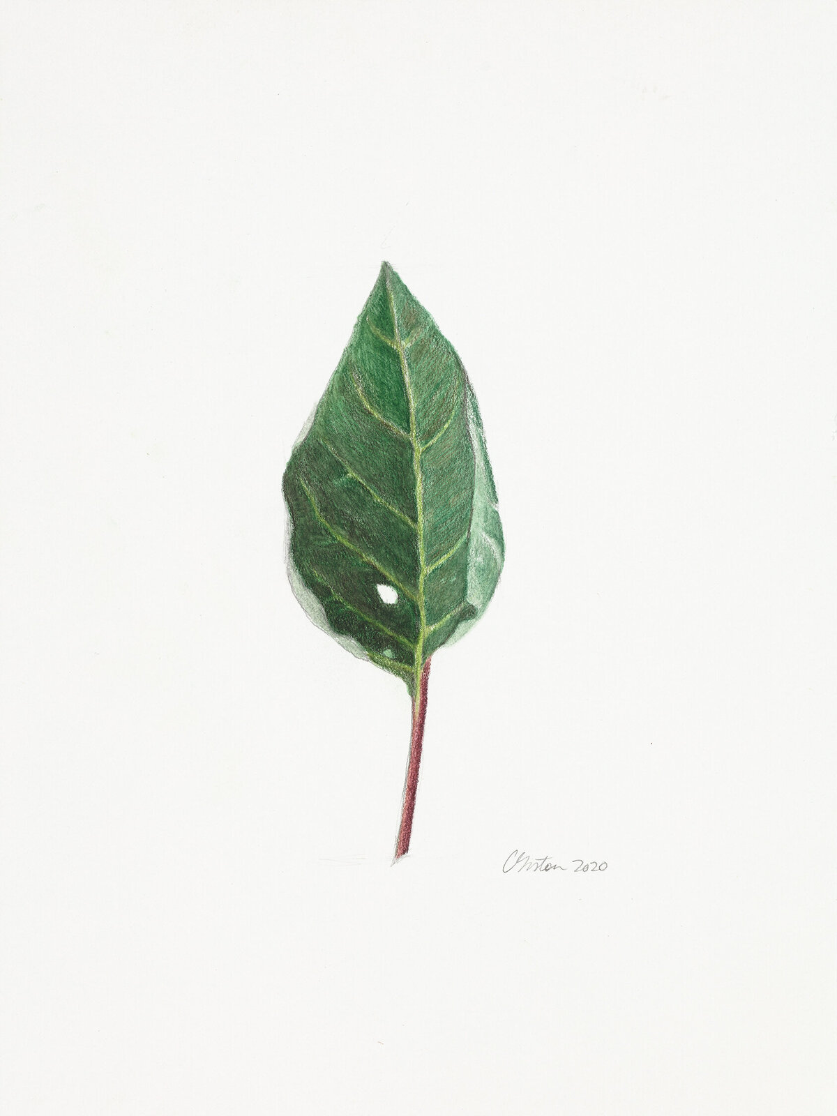 Clair gallery drawings  | Datura Leaf